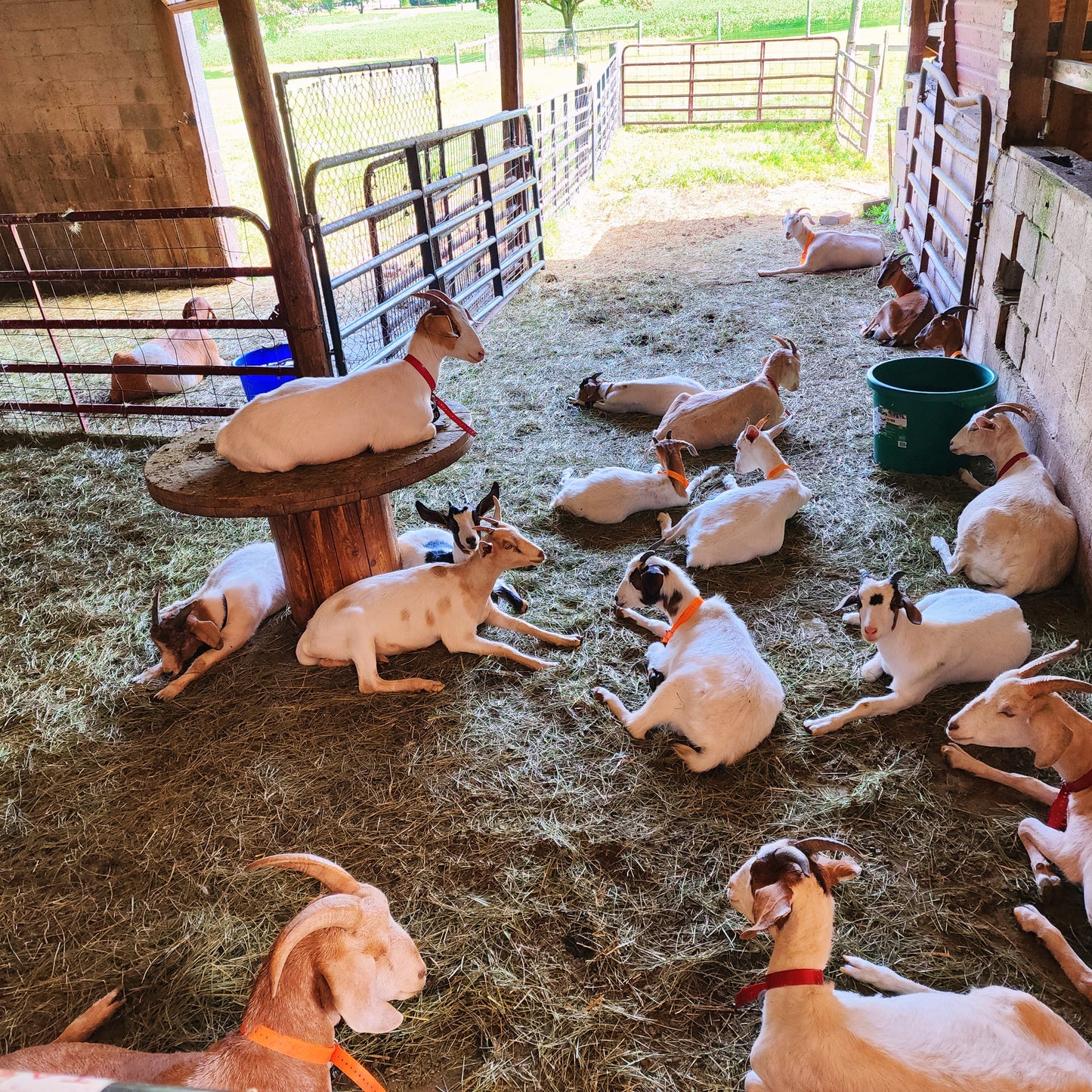 Apple bourbon goats milk soap